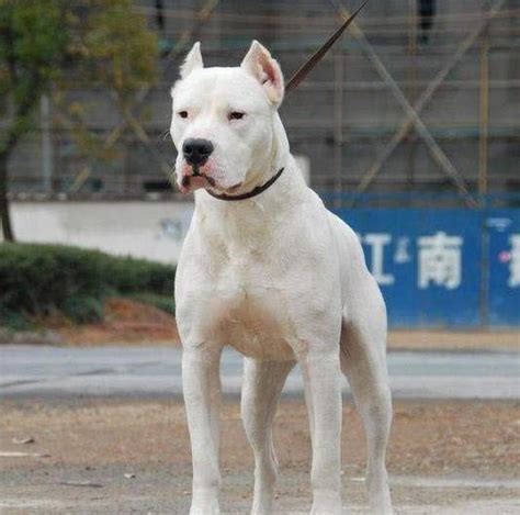 生性最凶猛的四种狗，第二种能击败狮子，最后一种藏獒看了都怕！