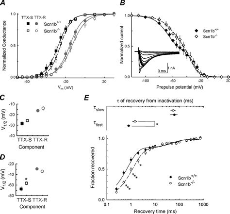 Voltage Dependence Of Activation And Inactivation Curves And Recovery