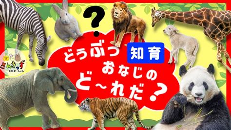 【知育 動物アニメ】どうぶつクイズに挑戦★動物園の動物たちが8種類が登場！ライオン パンダ キリン 何問正解できるかな？楽しく動物の名前を