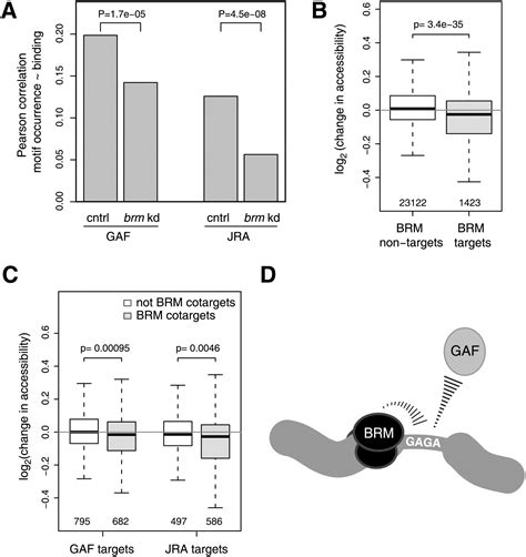 Bayesian Network Analysis Of Targeting Interactions In Chromatin