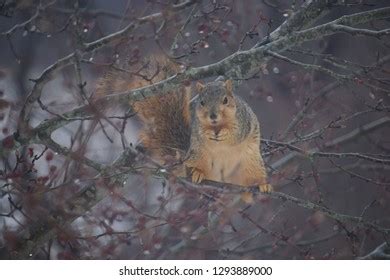 992 Squirrel Droppings Stock Photos, Images & Photography | Shutterstock