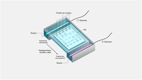 Electroforesis Capilar