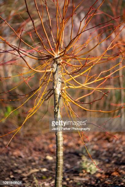 123 Tilia Cordata Stock Photos High Res Pictures And Images Getty