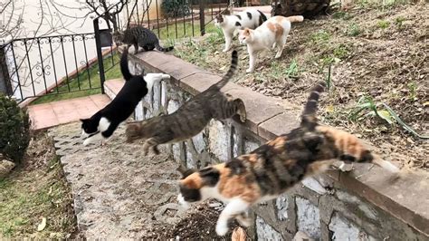 Parkour Cats