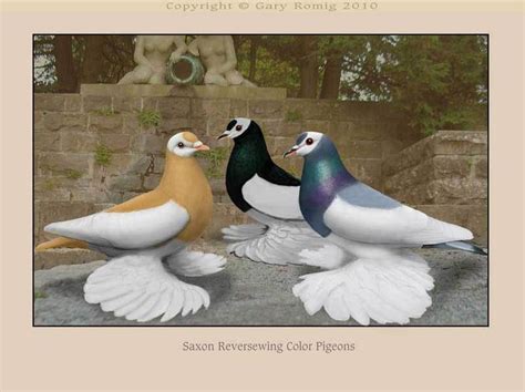 Saxon Reverse Wing Color Pigeons By Gary Romig Pigeon Pictures