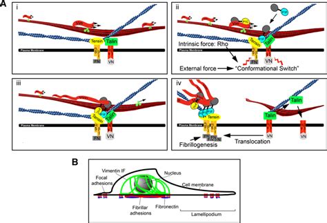 A Working Model Depicting How P F Mediates De Novo Vimentin Filament