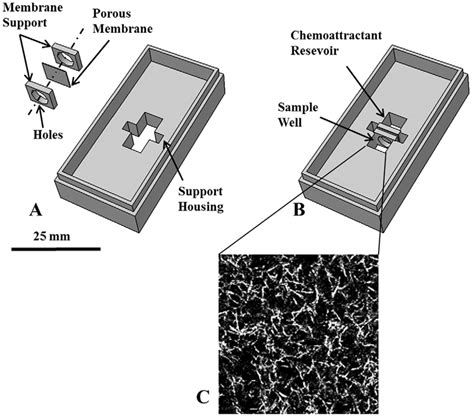 Chemotaxis Chamber A In The Exploded View Rendering Of The Chamber Download Scientific