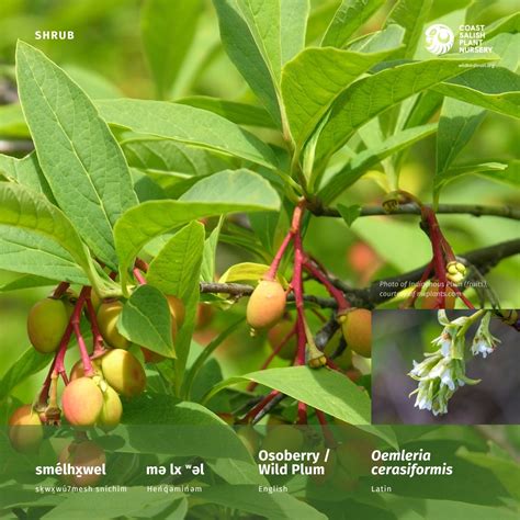 Osoberry Wild Plum Oemleria Cerasiformis Coast Salish Plant Nursery