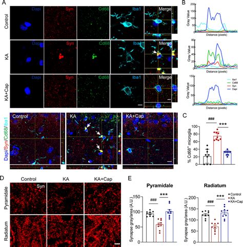 Captopril Treatment Reduces The Ka Induced Synaptic Phagocytosis By