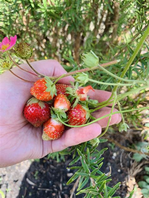 Strawberries 🍓 R Gardening