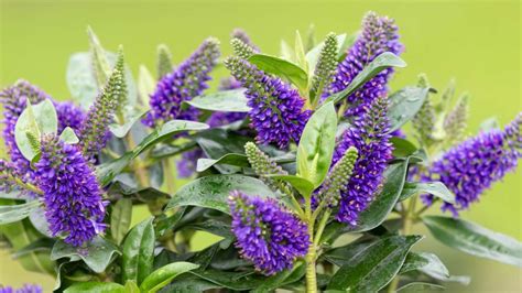 Guía de cuidados de la planta hebe o verónica en tu jardín