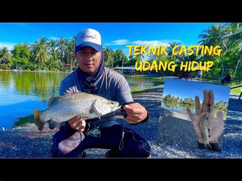 Teknik Casting Udang Hidup Mujarab Siakap Kolam Kri Kerpan YouTube