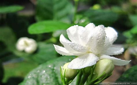 Jasmine Flower Pictures Wallpaper Hd Best Flower Site