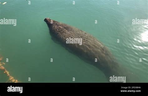 Manatee conservation center Stock Videos & Footage - HD and 4K Video ...