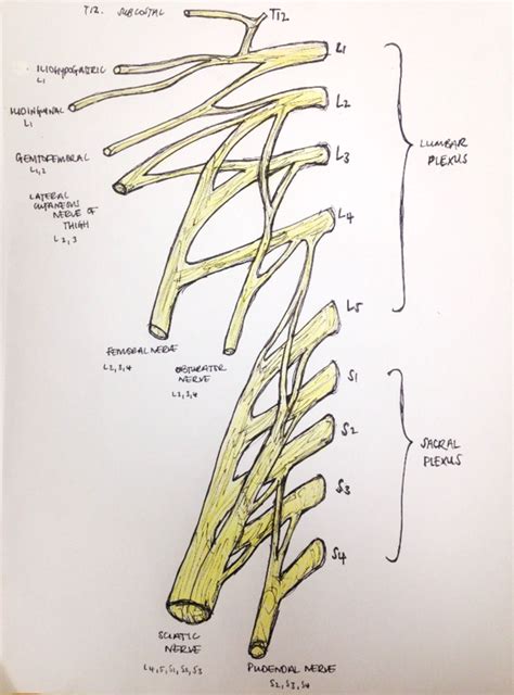 Sacral Plexus Drawing