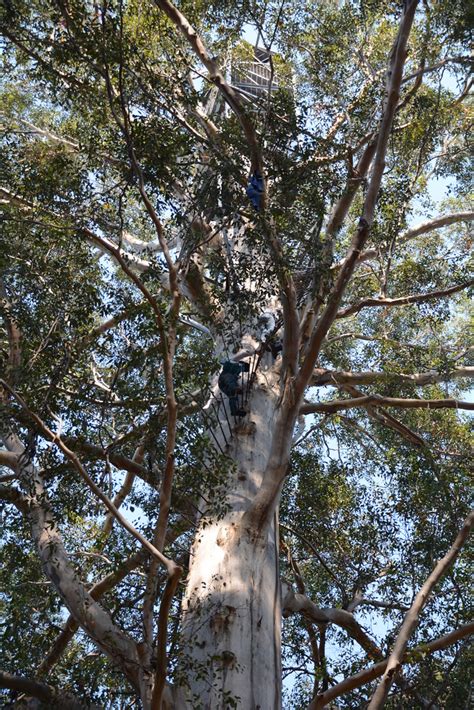 The Gloucester Tree The Gloucester Tree Is A Giant Karri T Flickr