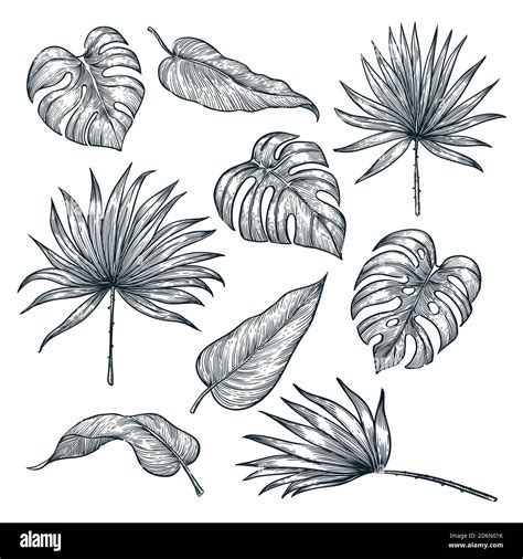 Tropical Plants Leaf Set Isolated On White Background Vector Sketch