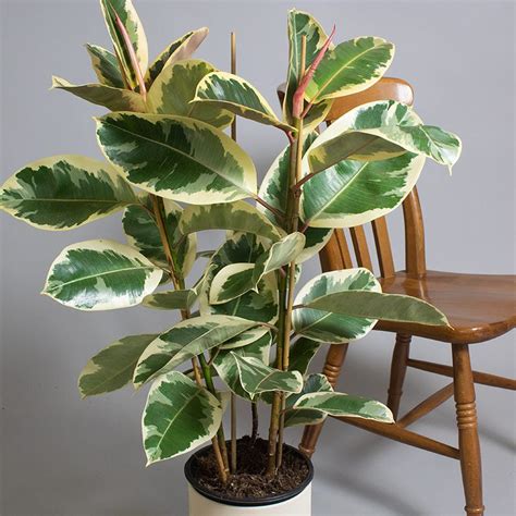 Ficus Elastica Tineke 5L Pot Tropical Plants UK