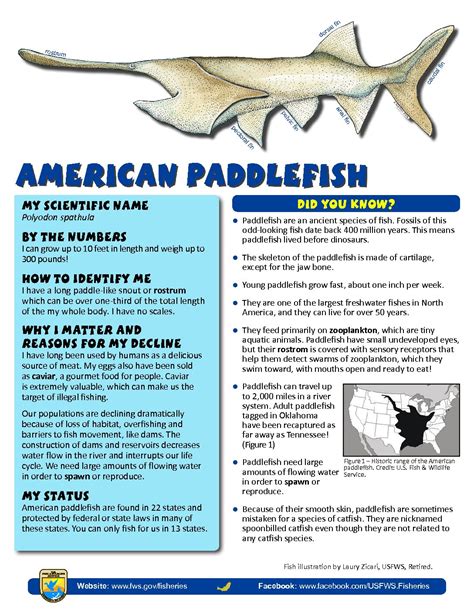 Paddlefish – Conservation Connect