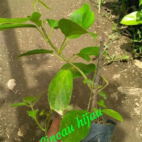 Jual Tanaman Hias Asplenium Kadaka Lasagna Cobra Bibit Pohon Daun