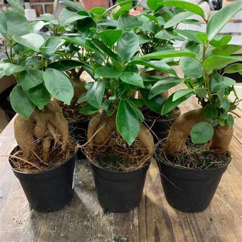 Растение ⌀ 7 Ficus MICROCARPA 'GINSENG' (Фикус) - Растения и черенки ...