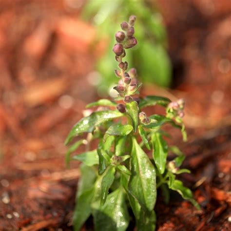 How to Grow Snapdragons from Seed - growhappierplants.com