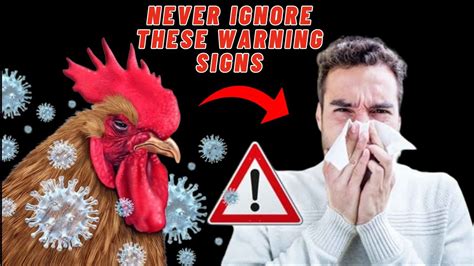 Symptoms Of Bird Flu Avian Flu Avian Flu Symptoms Bird Flu