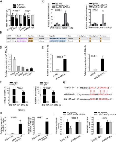 Snhg Sponges Mir A P In Npc A Subcellular Fractionation Assay