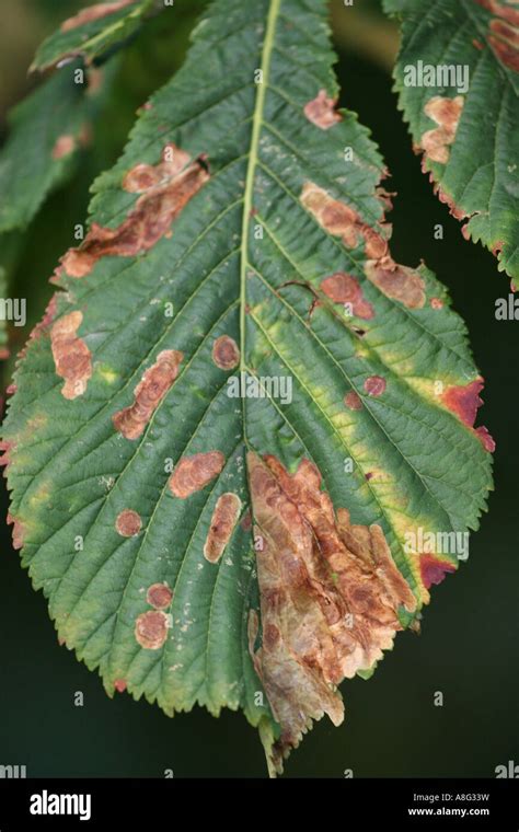 5 September 2006 Horse Chestnut Leaves Damaged By Leaf Miner Moth Hilly