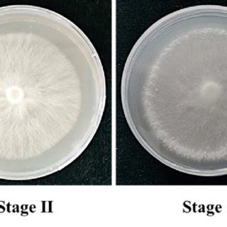 Four stages of primordium formation of P. tuoliensis. | Download ...