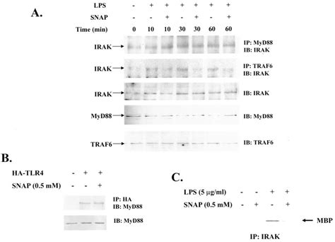 No Attenuates Irak Activation And The Interaction Of Irak With Traf