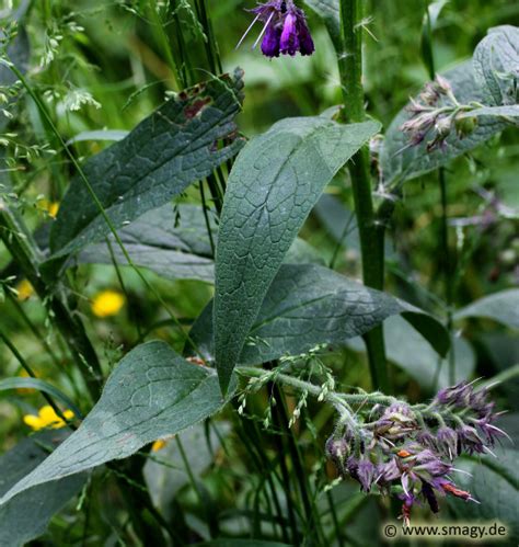 Smagy Pflanzen Insekten Heilkraft Gew Hnlicher Beinwell