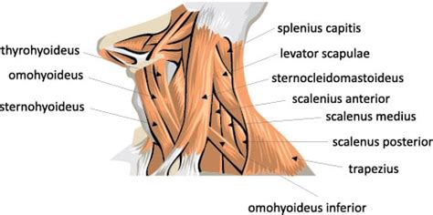 Sternocleidomastoid Exercises Hotsell | prginc.net