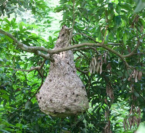 Hornets Nest in Tree — Stock Photo © khunaspix #32417889