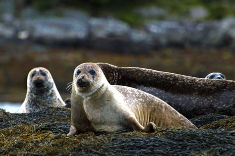 10 native Scottish animals and where you can find them around the country - Daily Record