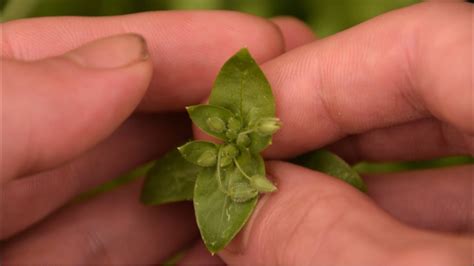 How To Identify Chickweed Plants Youtube