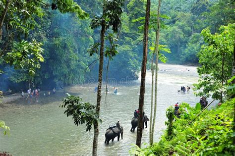 Elephant Trekking In Gunung Leuser National Park Of Sumatra Ind