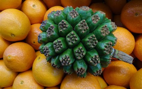 NixPixMix: PANDANUS FRUIT