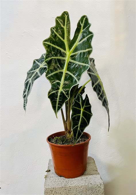 Alocasia Amazonica Ada Jardin