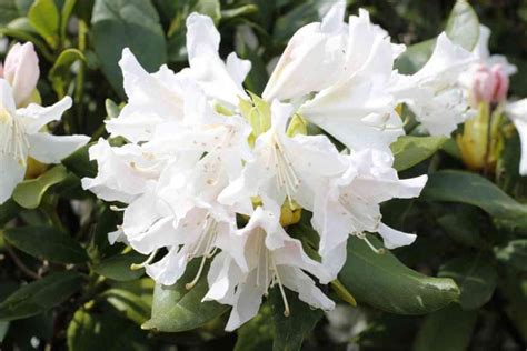 Top 15 Common Rhododendron Varieties (With Pictures)