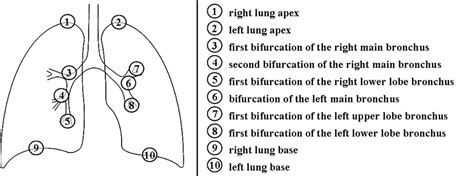 Inner Lung Landmarks To Be Considered For Modeling Accuracy Evaluation Download Scientific