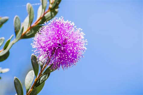 3,200+ Melaleuca Tree Stock Photos, Pictures & Royalty-Free Images - iStock