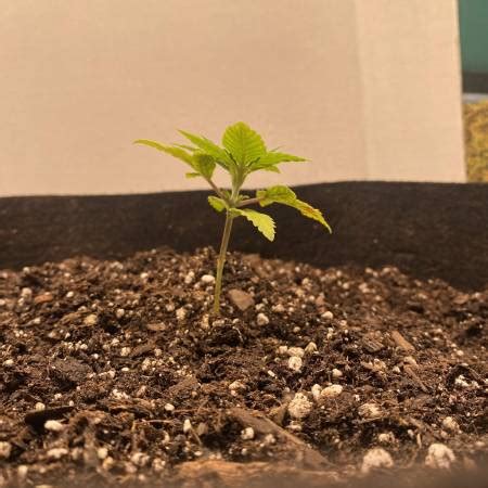 Ilgm Northern Lights Autoflower Grow Diary Journal Week By