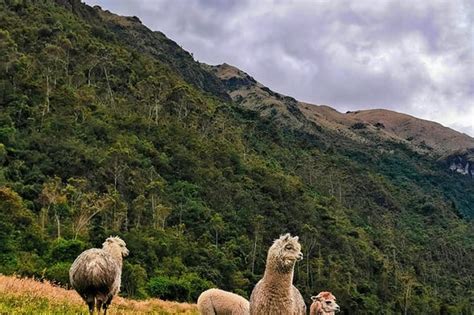 Hiking In The Cajas National Park From Cuenca Civitatis