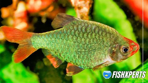Green Tiger Barbs Care - Fishxperts