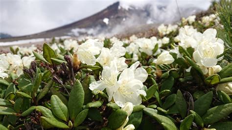 花の大雪山旭岳！ Daisetsuzan Asahidake Ropeway