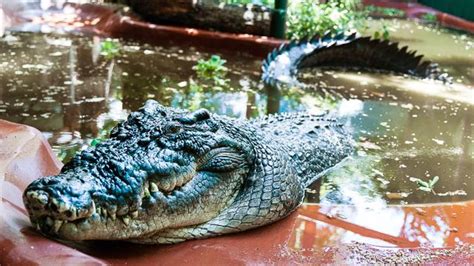 Cassius le plus grand crocodile du monde en captivité est mort en