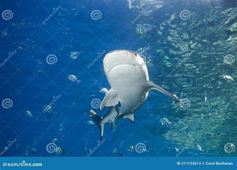 Schwarzspitzen Riffhai Carcharhinus Melanopterus Stockbild Bild Von