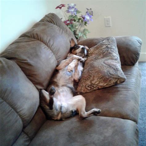 Just Relaxing Heeler Blue Heeler Bean Bag Chair