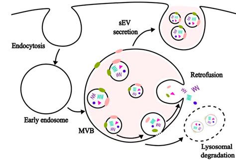 Sev Uptake Degradation And Retrofusion Mvb Multivesicular Body